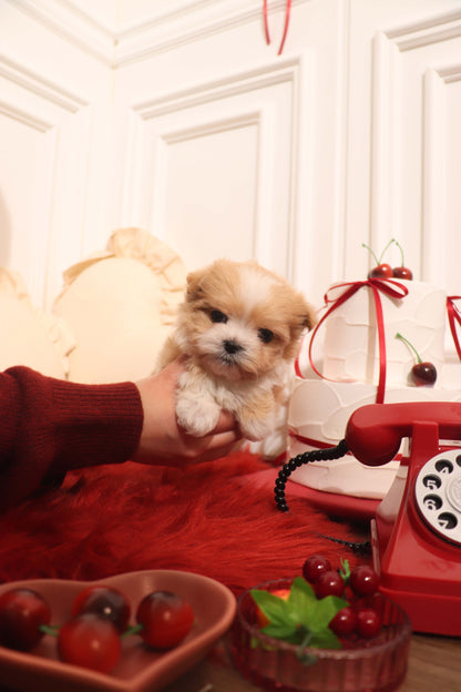 Mochi - Maltipoo F.