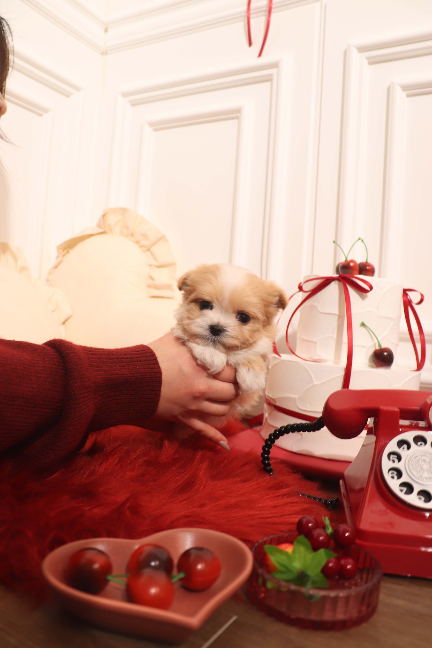 Mochi - Maltipoo F.