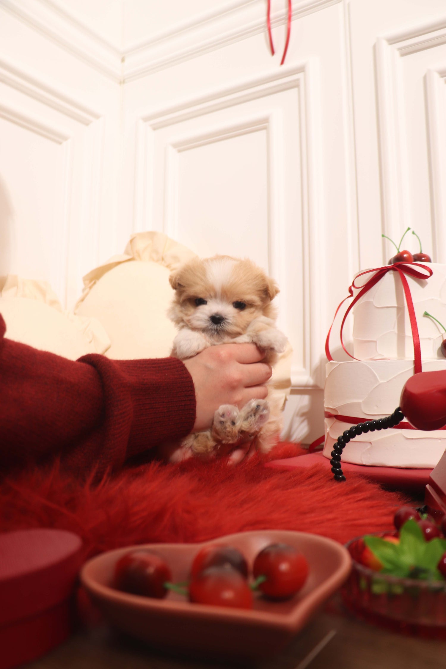 Mochi - Maltipoo F.