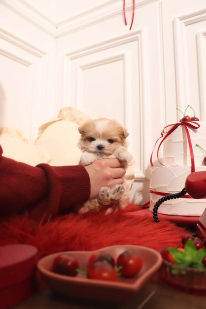 Mochi - Maltipoo F.