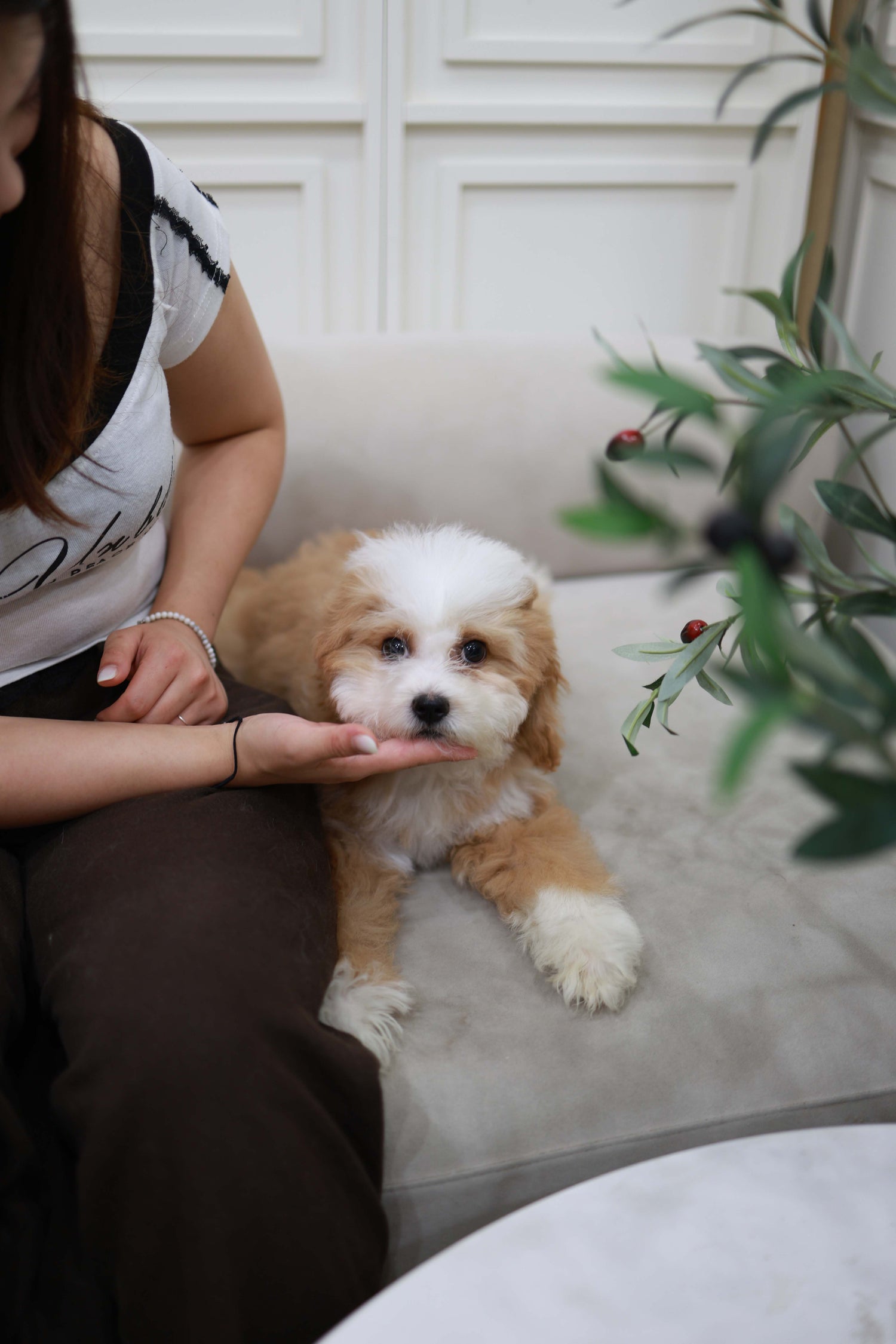 Barney - Golden Doodle M.