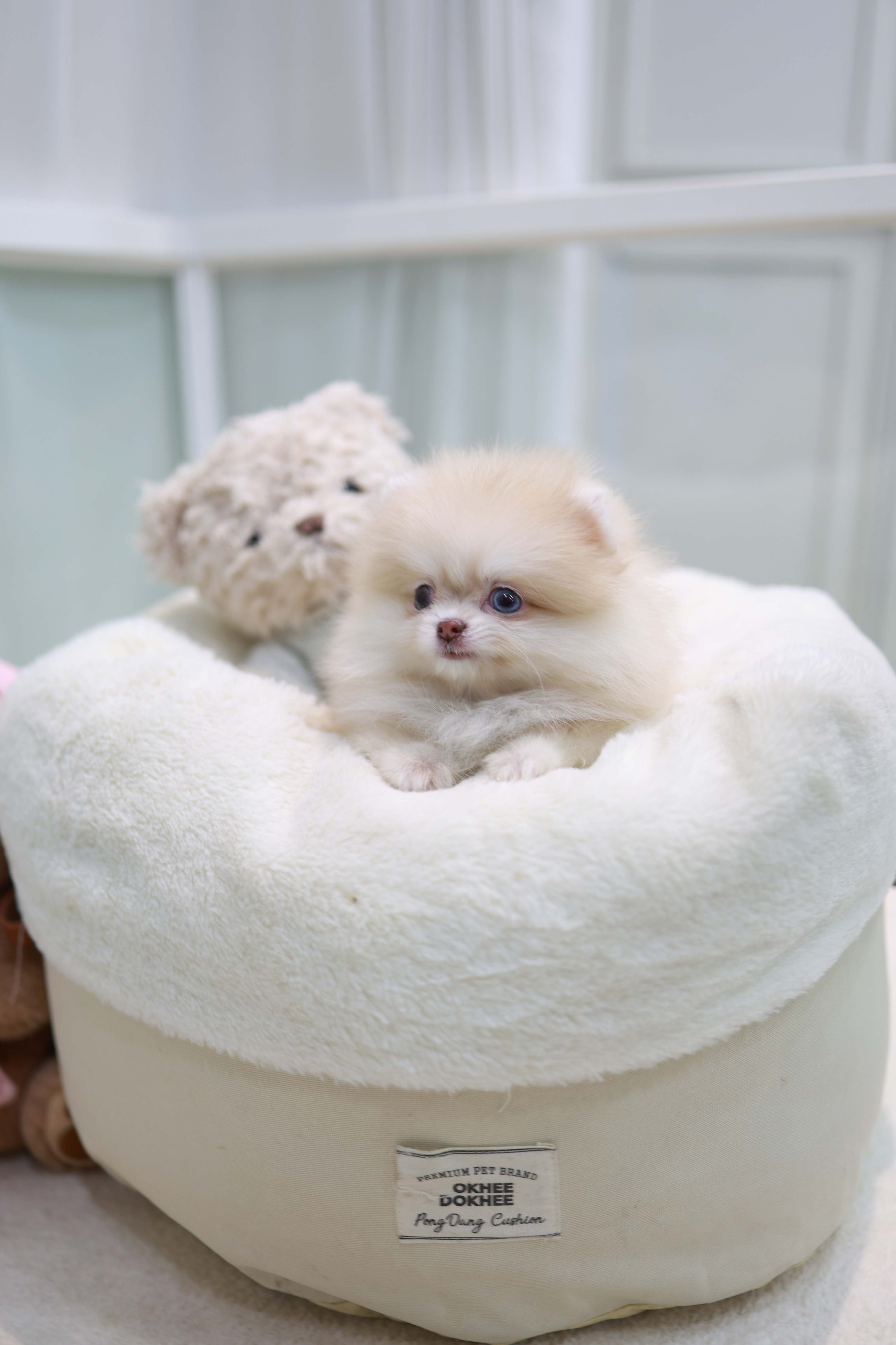 Percy - Pomeranian F.