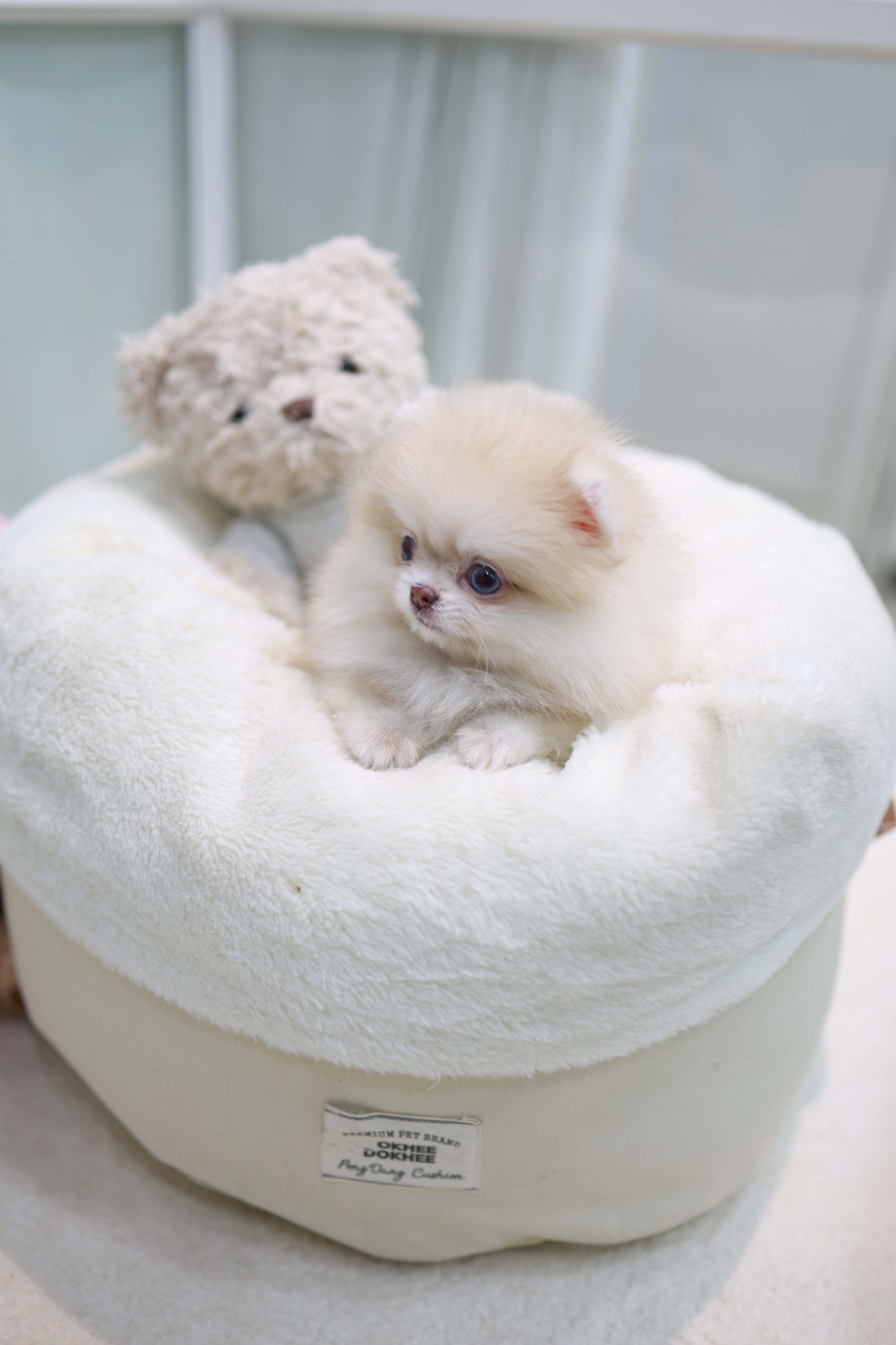 Percy - Pomeranian F.