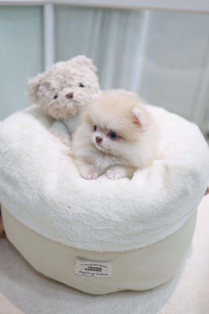 Percy - Pomeranian F.