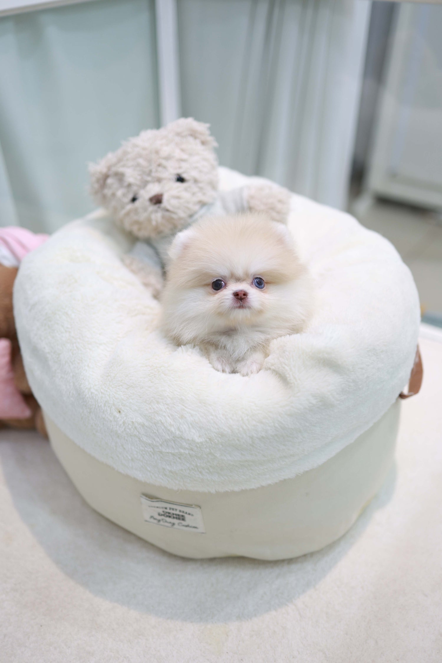 Percy - Pomeranian F.