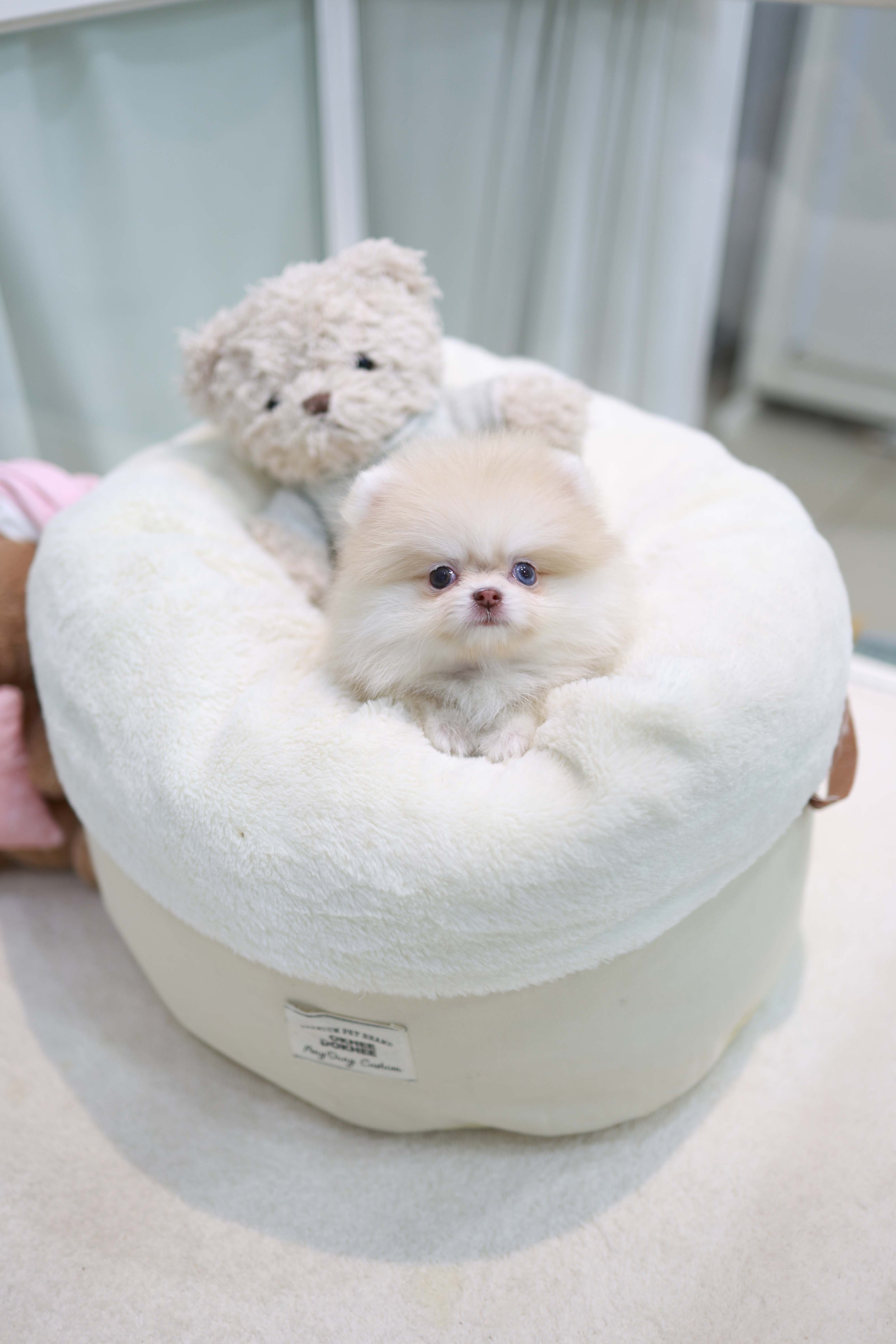 Percy - Pomeranian F.