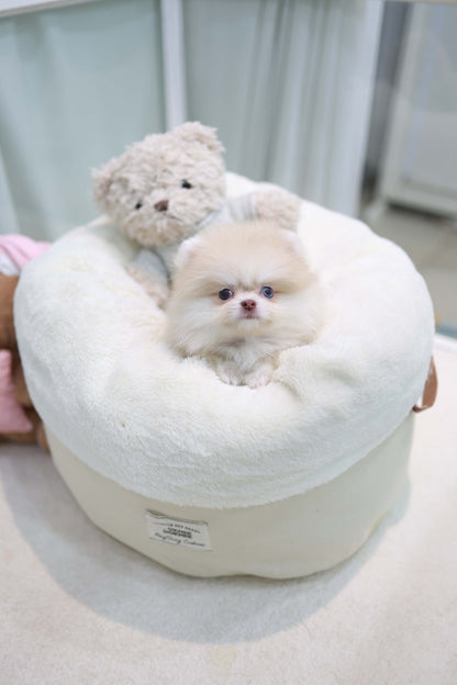 Percy - Pomeranian F.