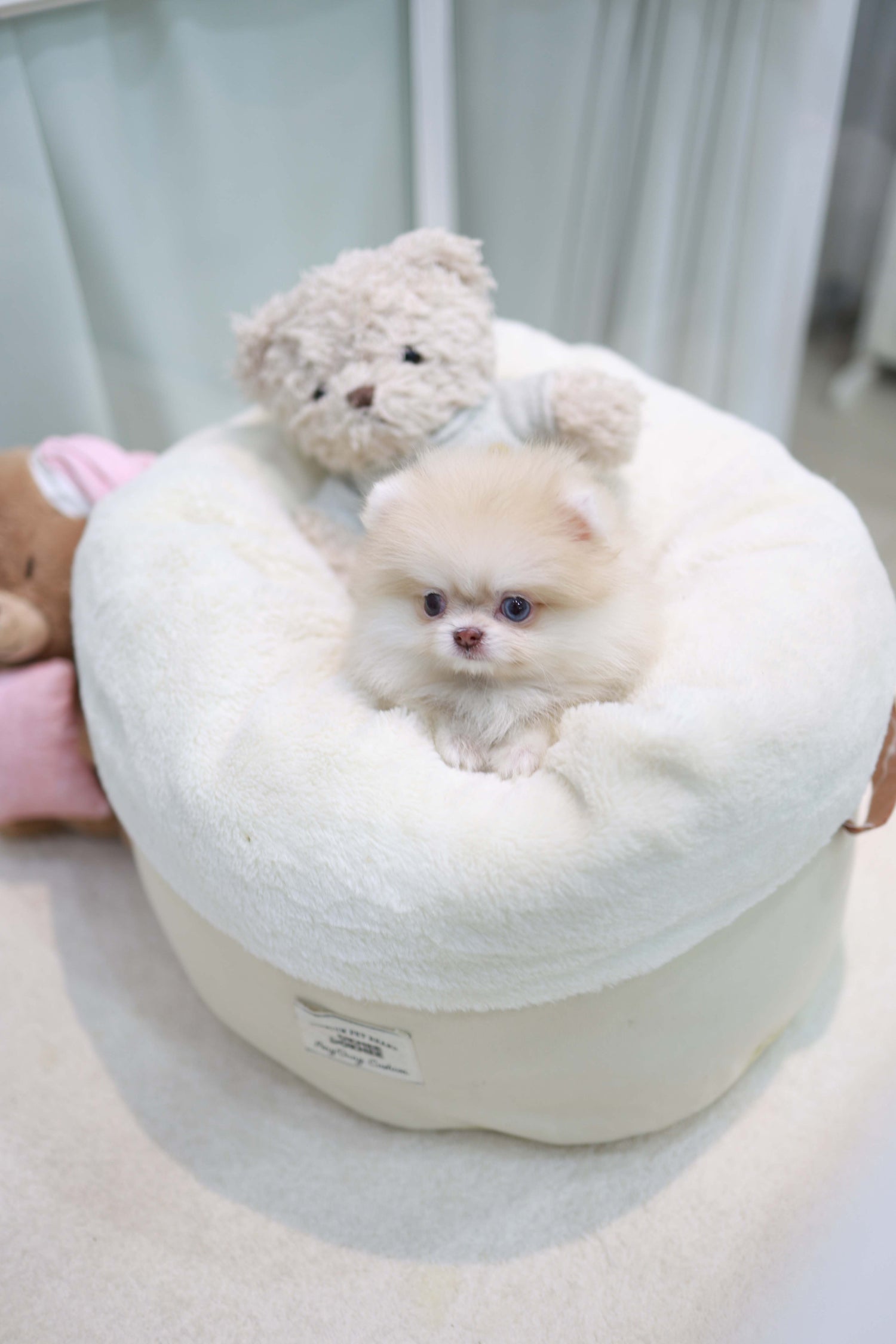 Percy - Pomeranian F.