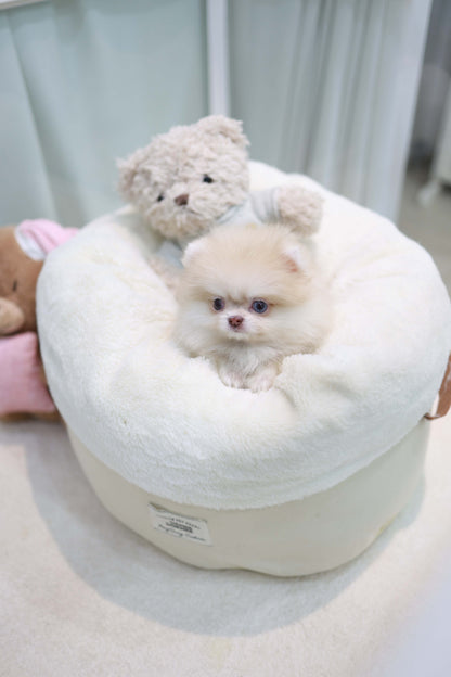 Percy - Pomeranian F.