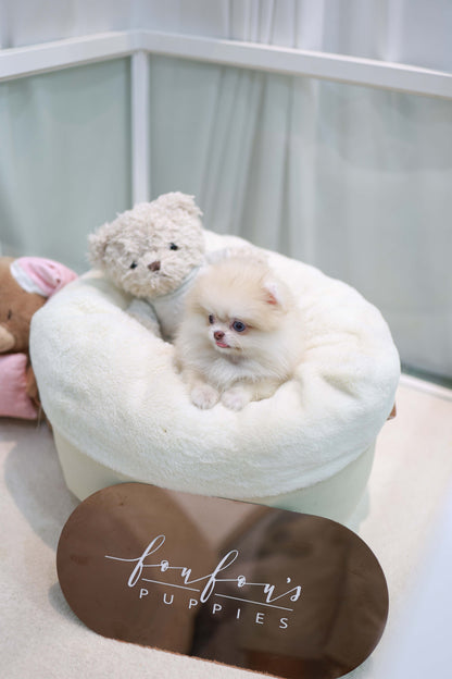 Percy - Pomeranian F.