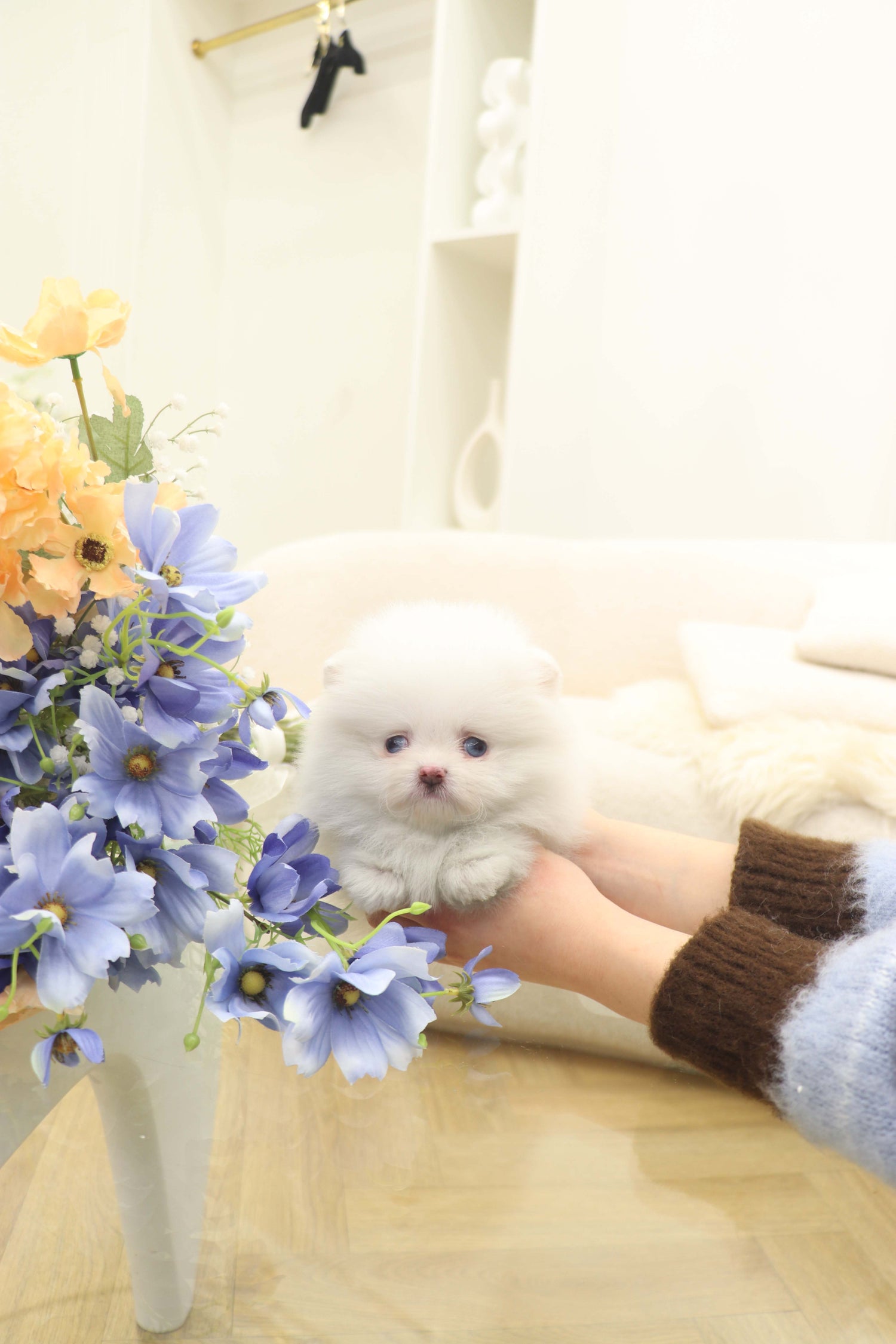 Skye - Pomeranian F.