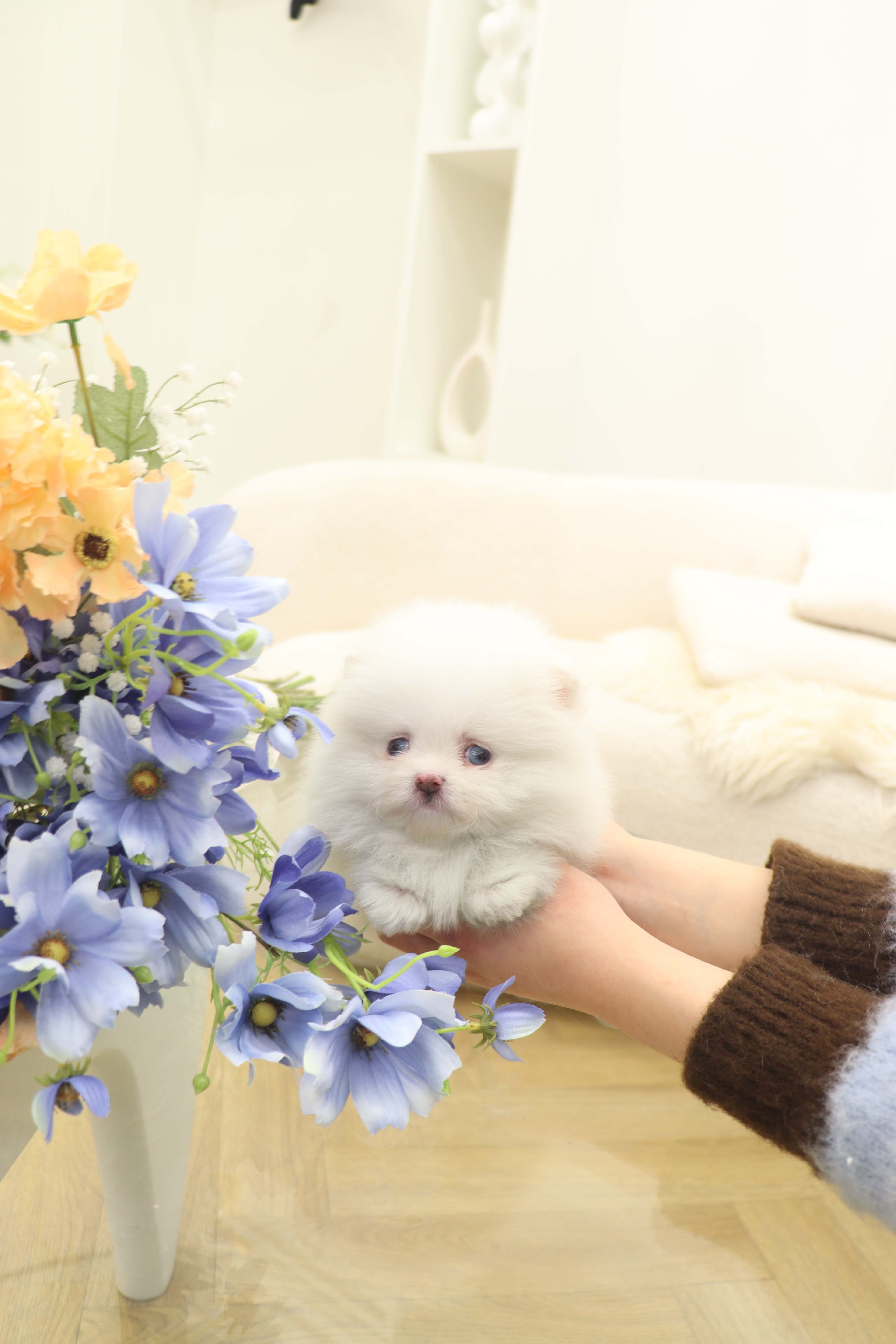 Skye - Pomeranian F.