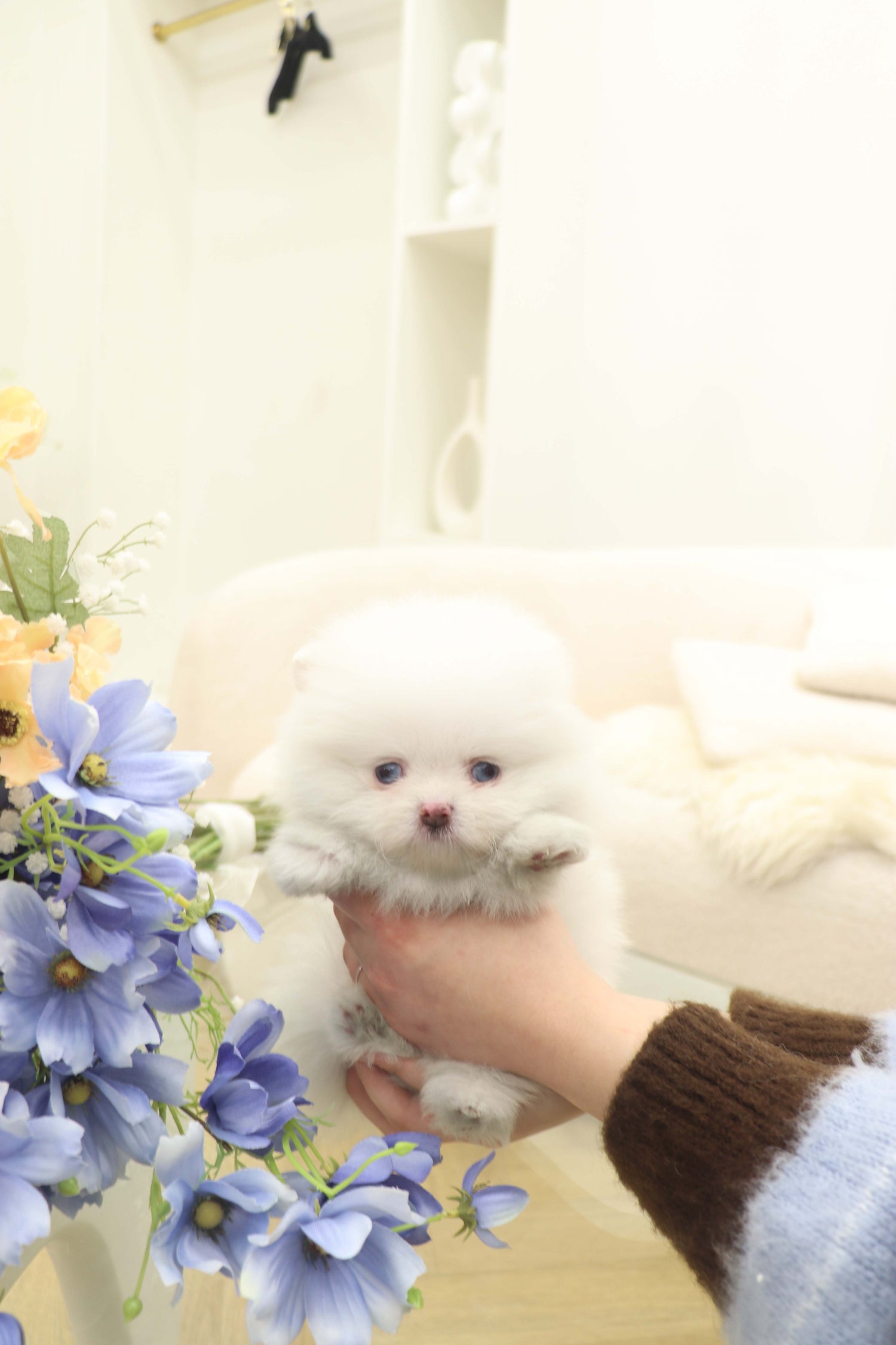 Skye - Pomeranian F.