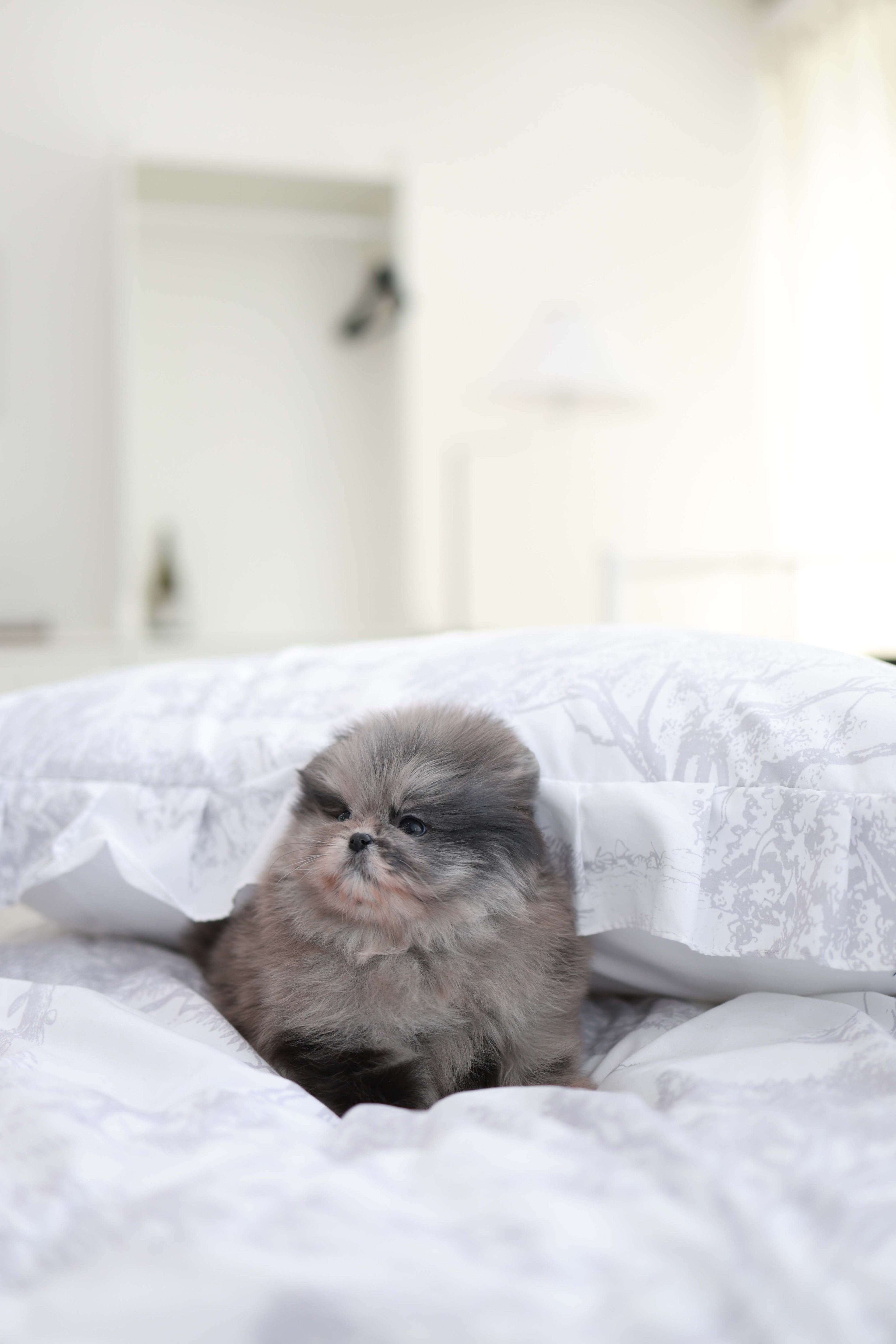 MushMush - Pomeranian M.