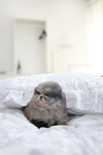 MushMush - Pomeranian M.