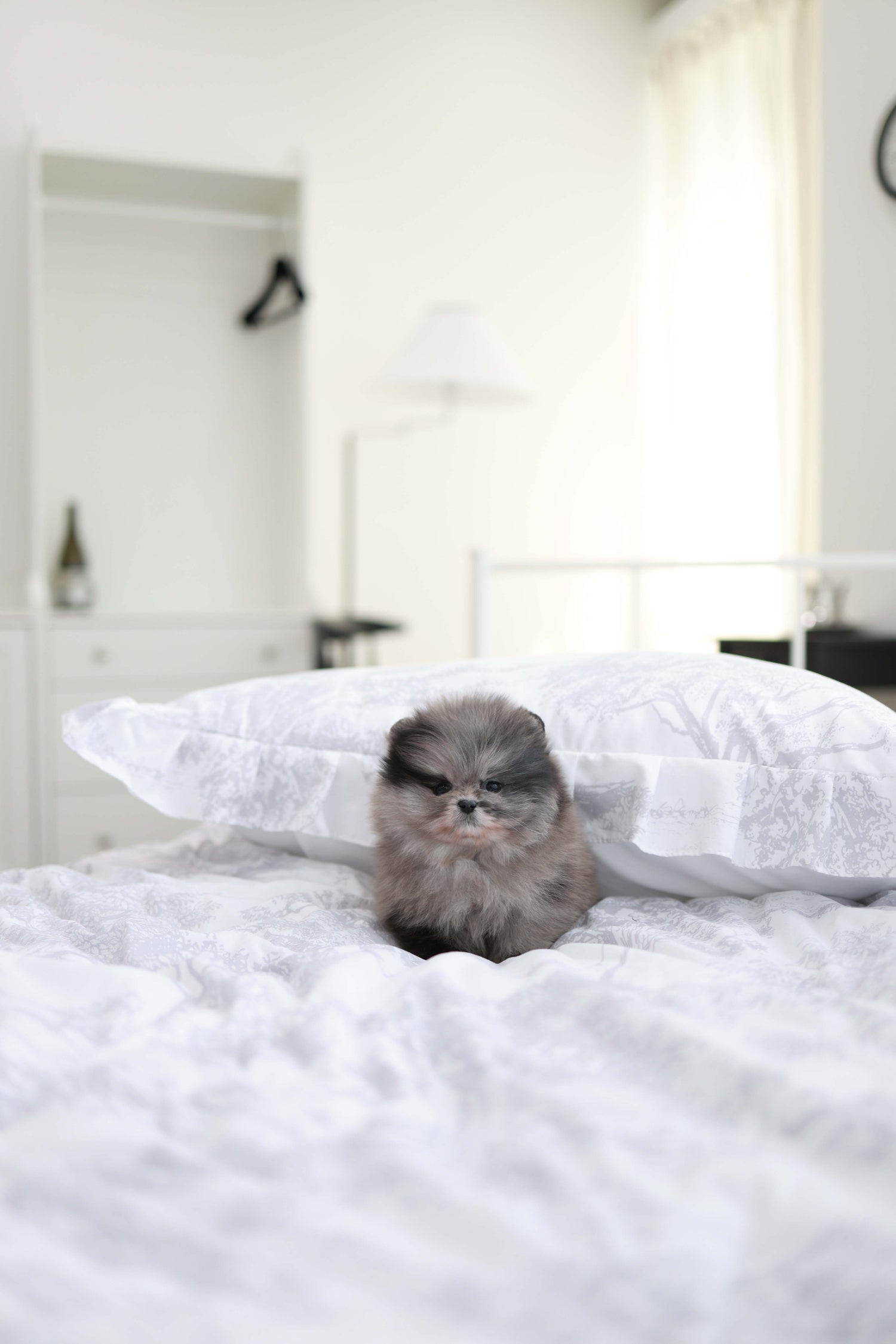 MushMush - Pomeranian M.