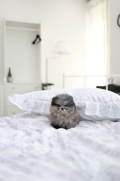 MushMush - Pomeranian M.