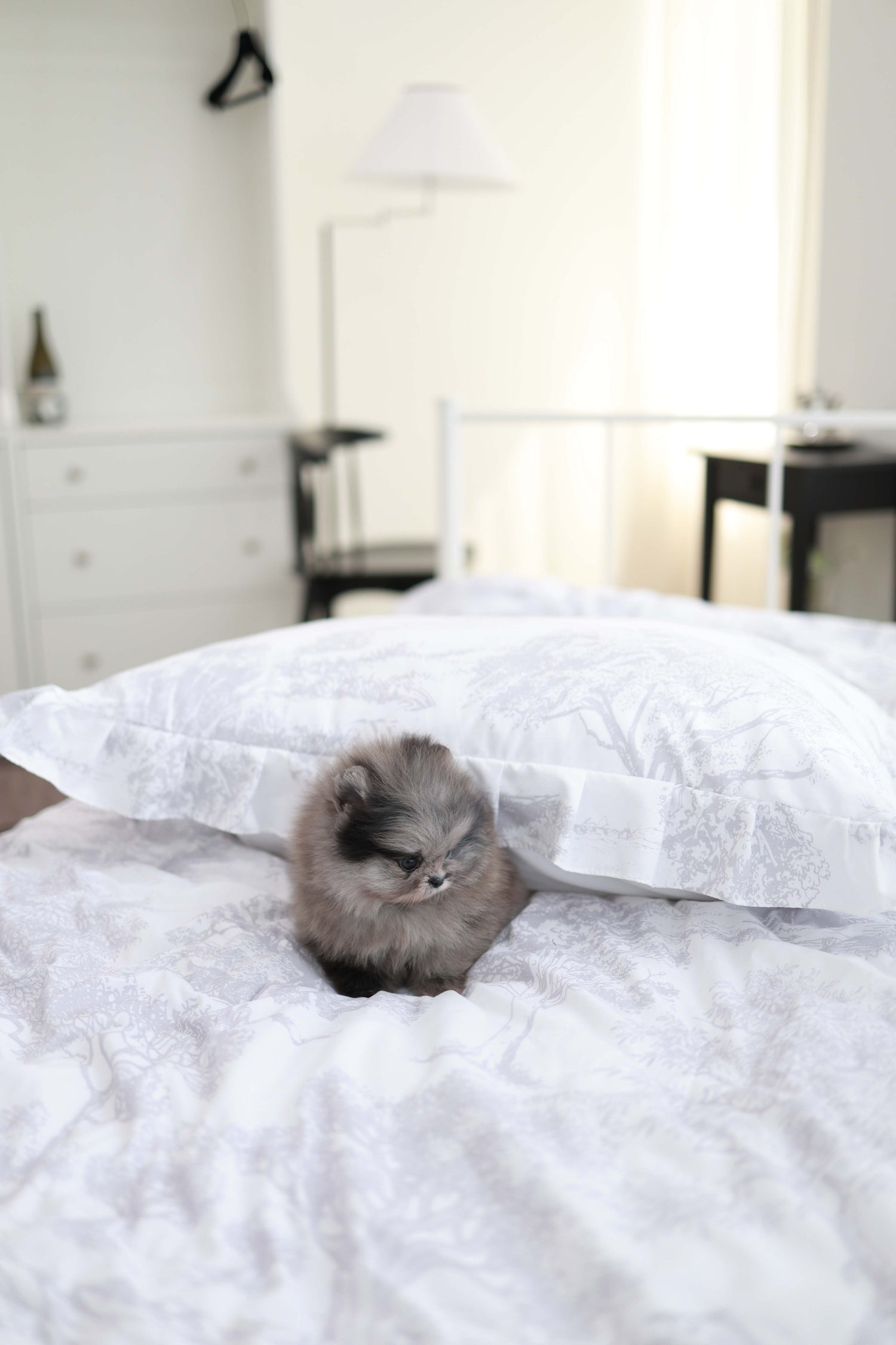 MushMush - Pomeranian M.