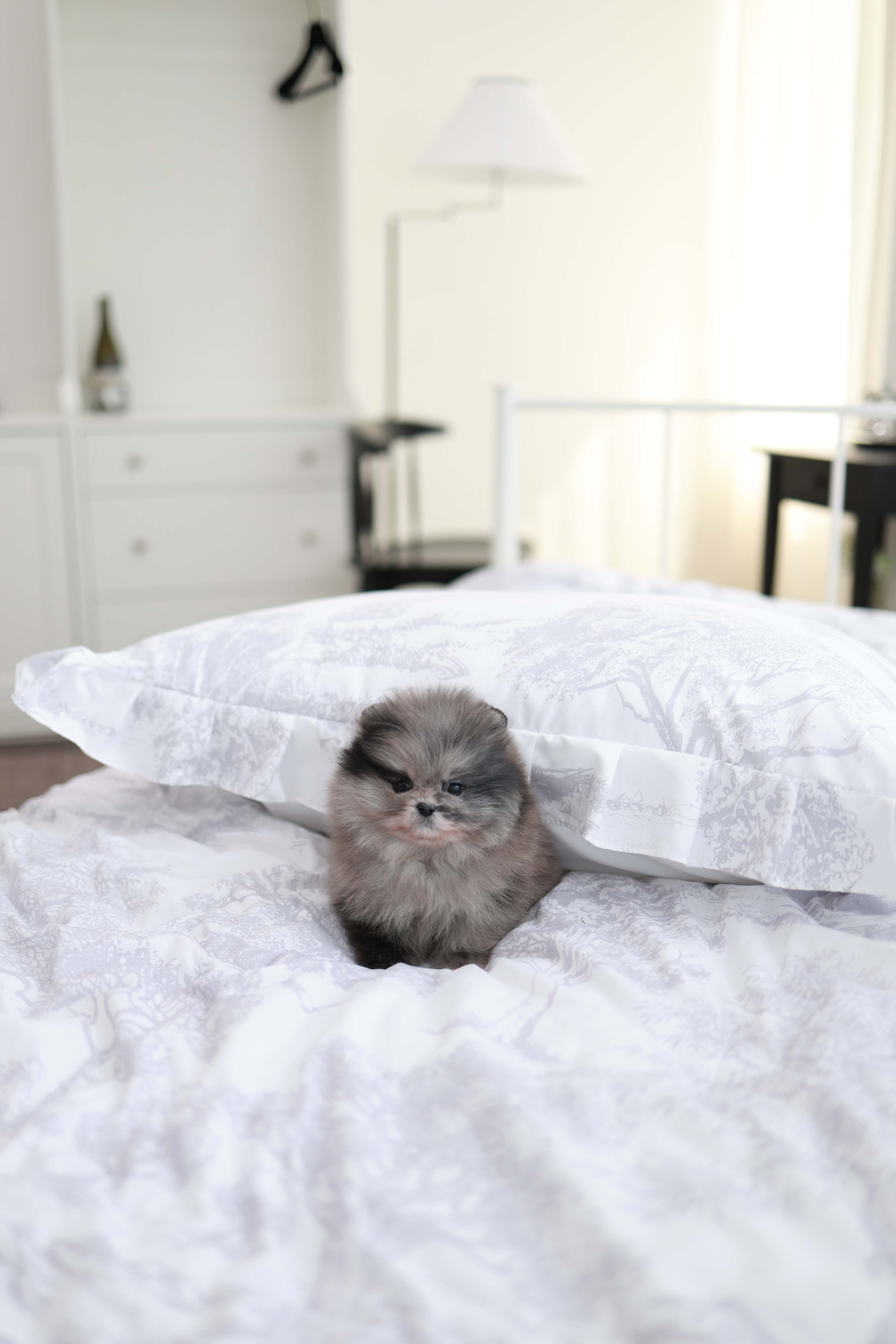 MushMush - Pomeranian M.