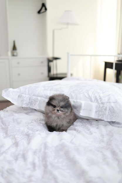 MushMush - Pomeranian M.