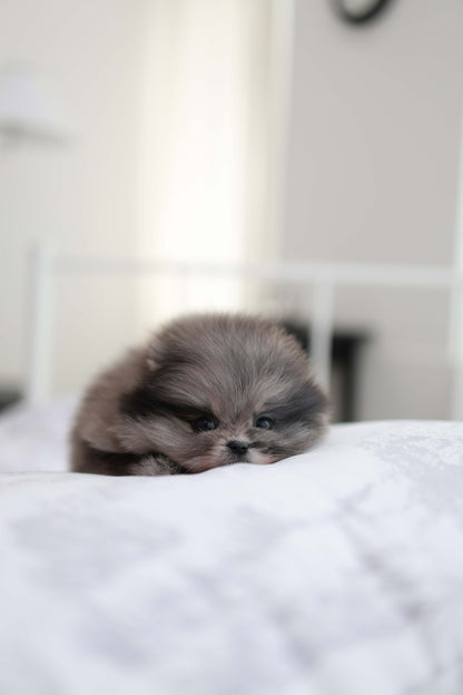 MushMush - Pomeranian M.