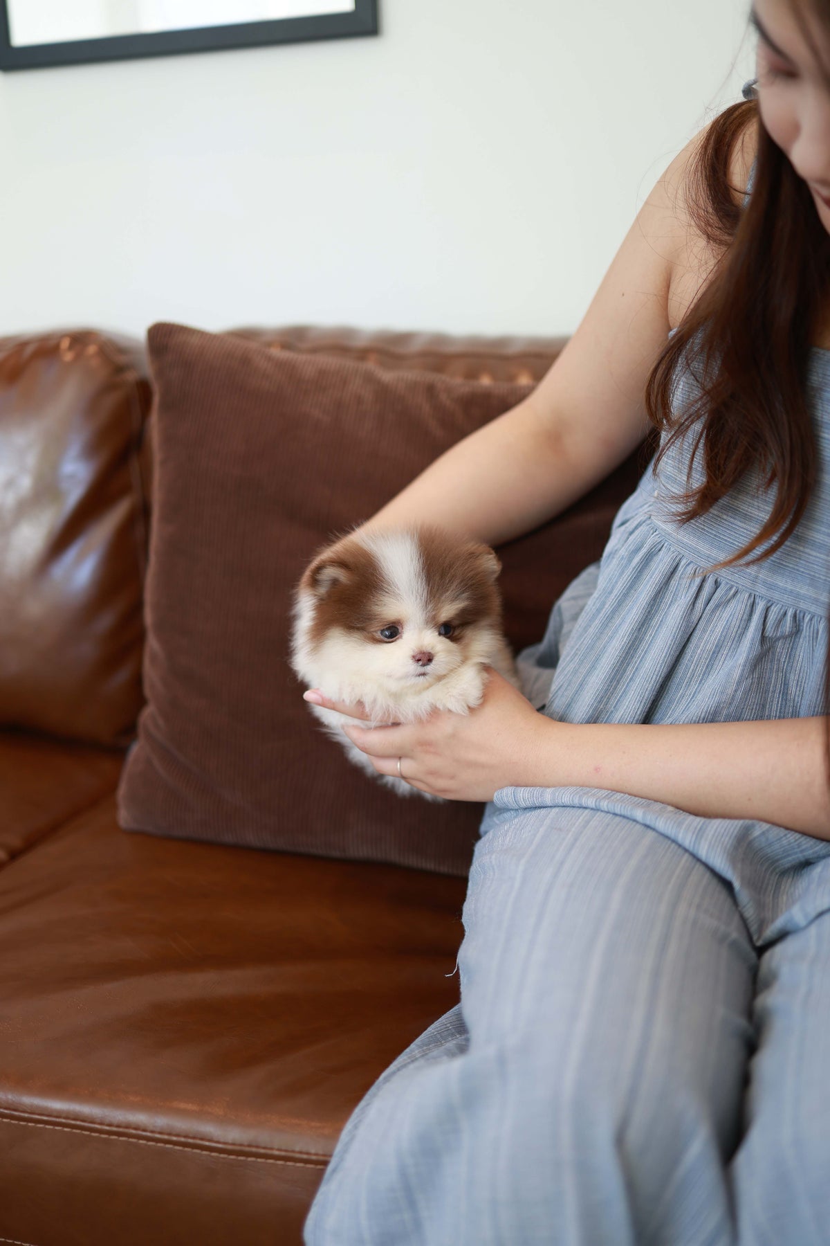 Nuage - Pomeranian M.