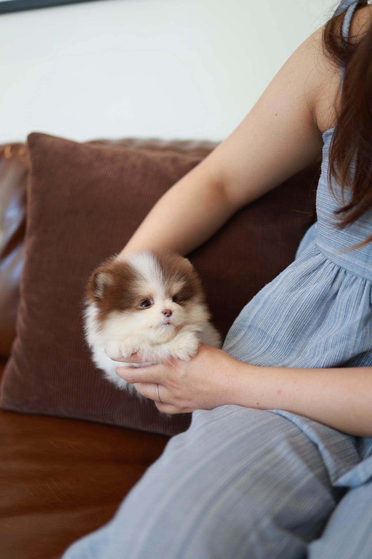 Nuage - Pomeranian M.