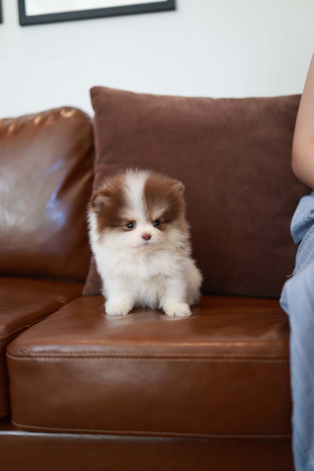 Nuage - Pomeranian M.