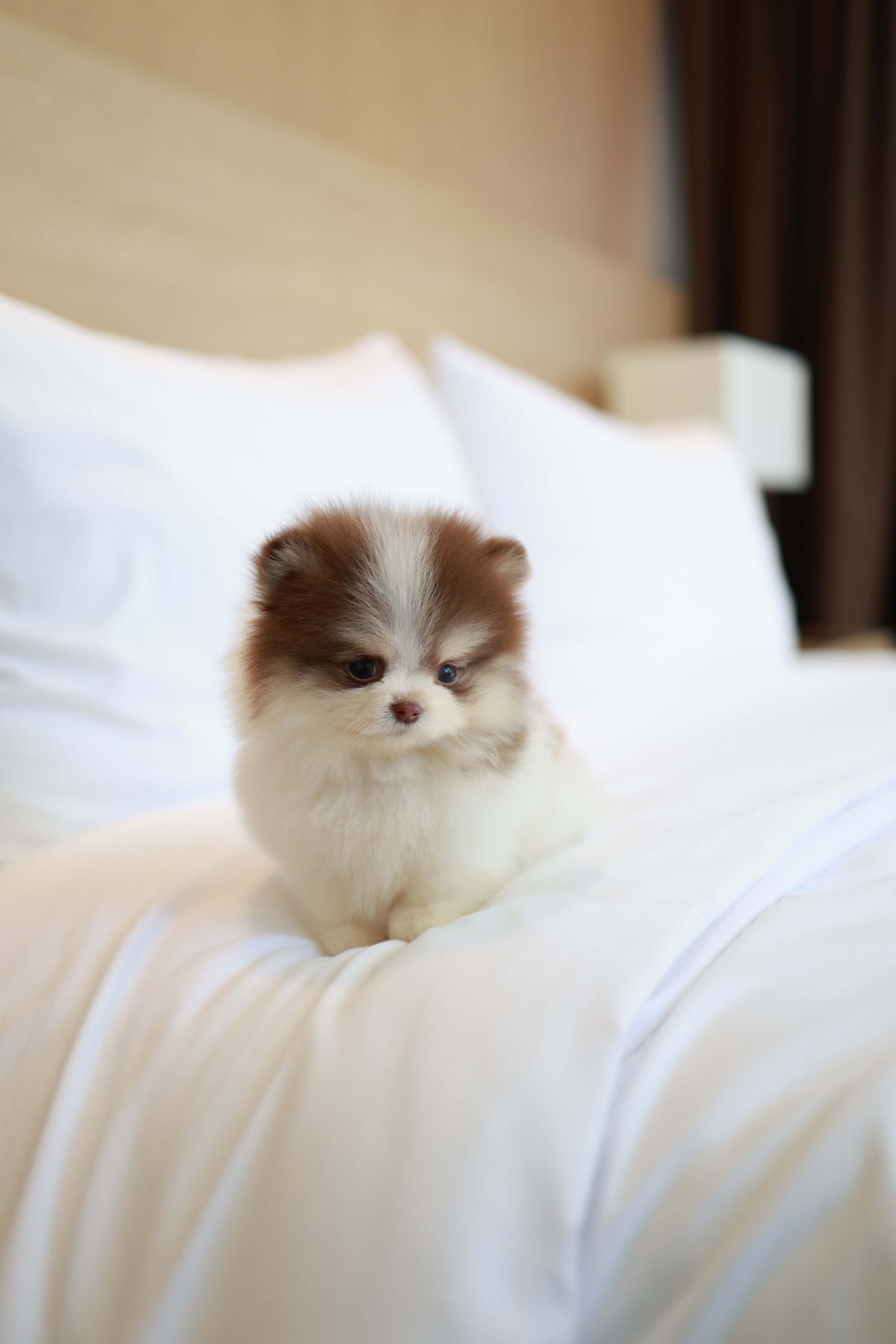 Nuage - Pomeranian M.