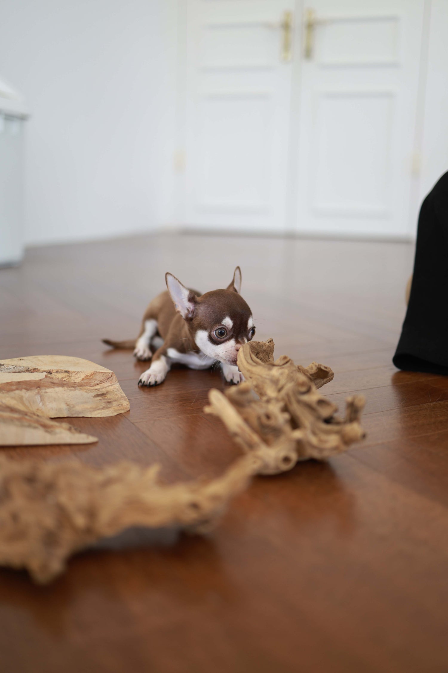 Twix - Chihuahua M.