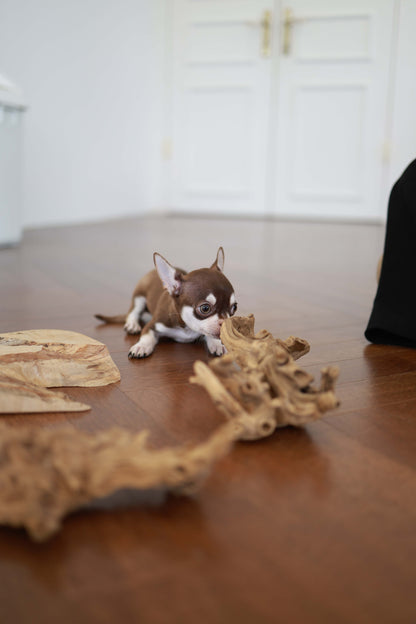 Twix - Chihuahua M.