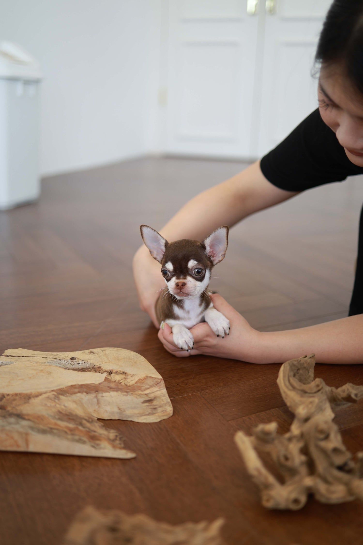 Twix - Chihuahua M.