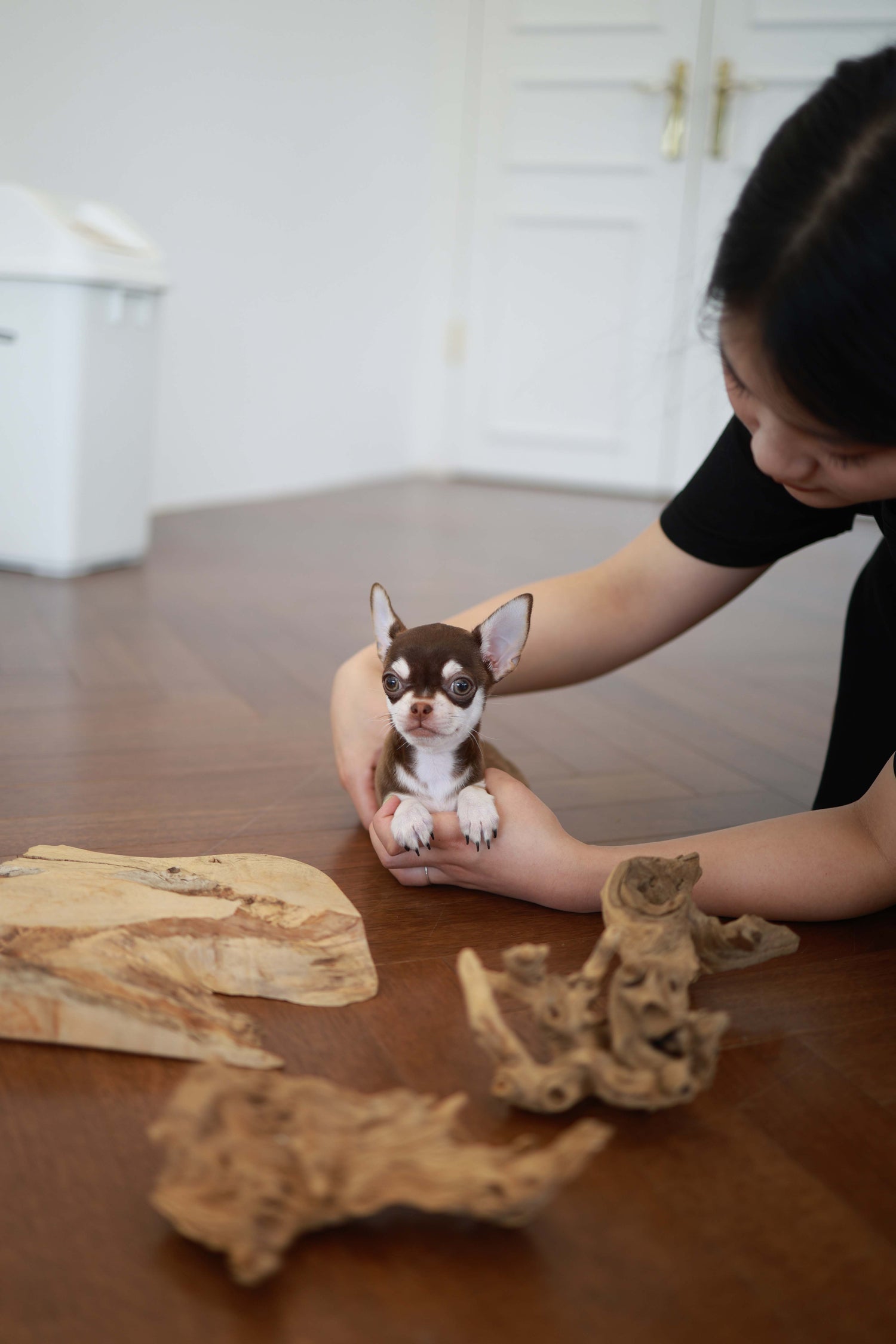 Twix - Chihuahua M.