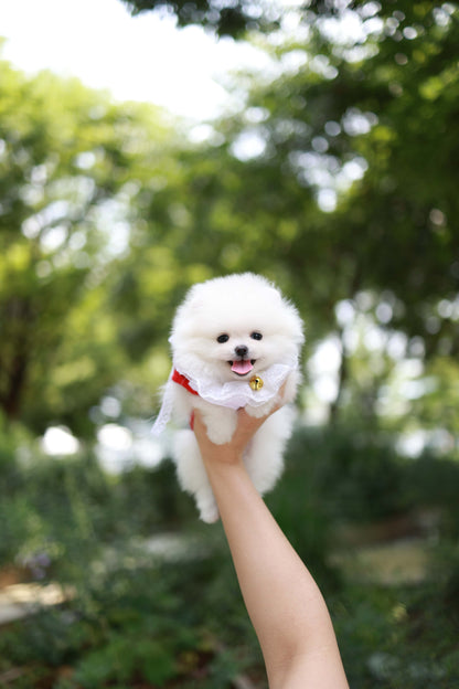 Yumi - Pomeranian F.
