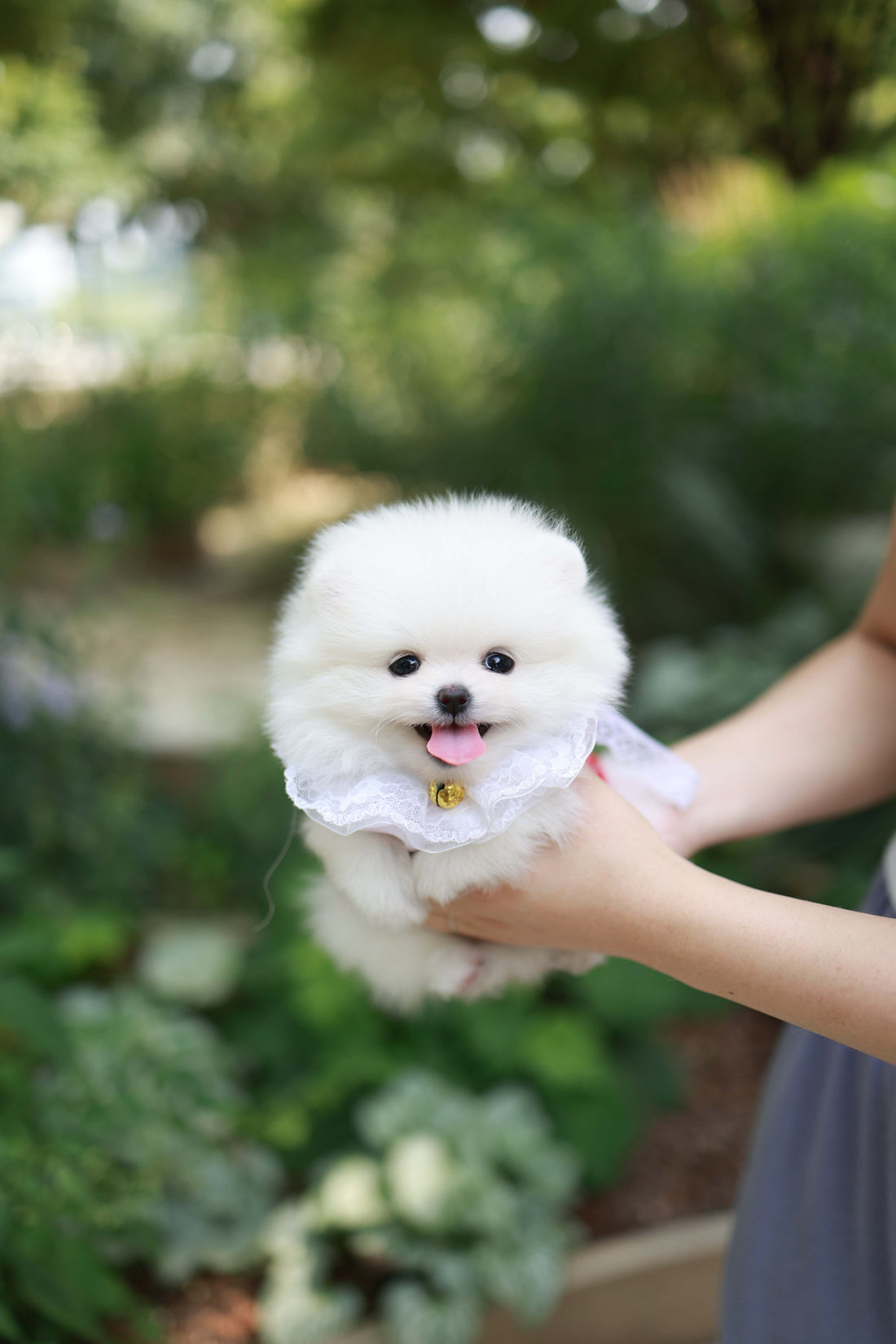 Yumi - Pomeranian F.