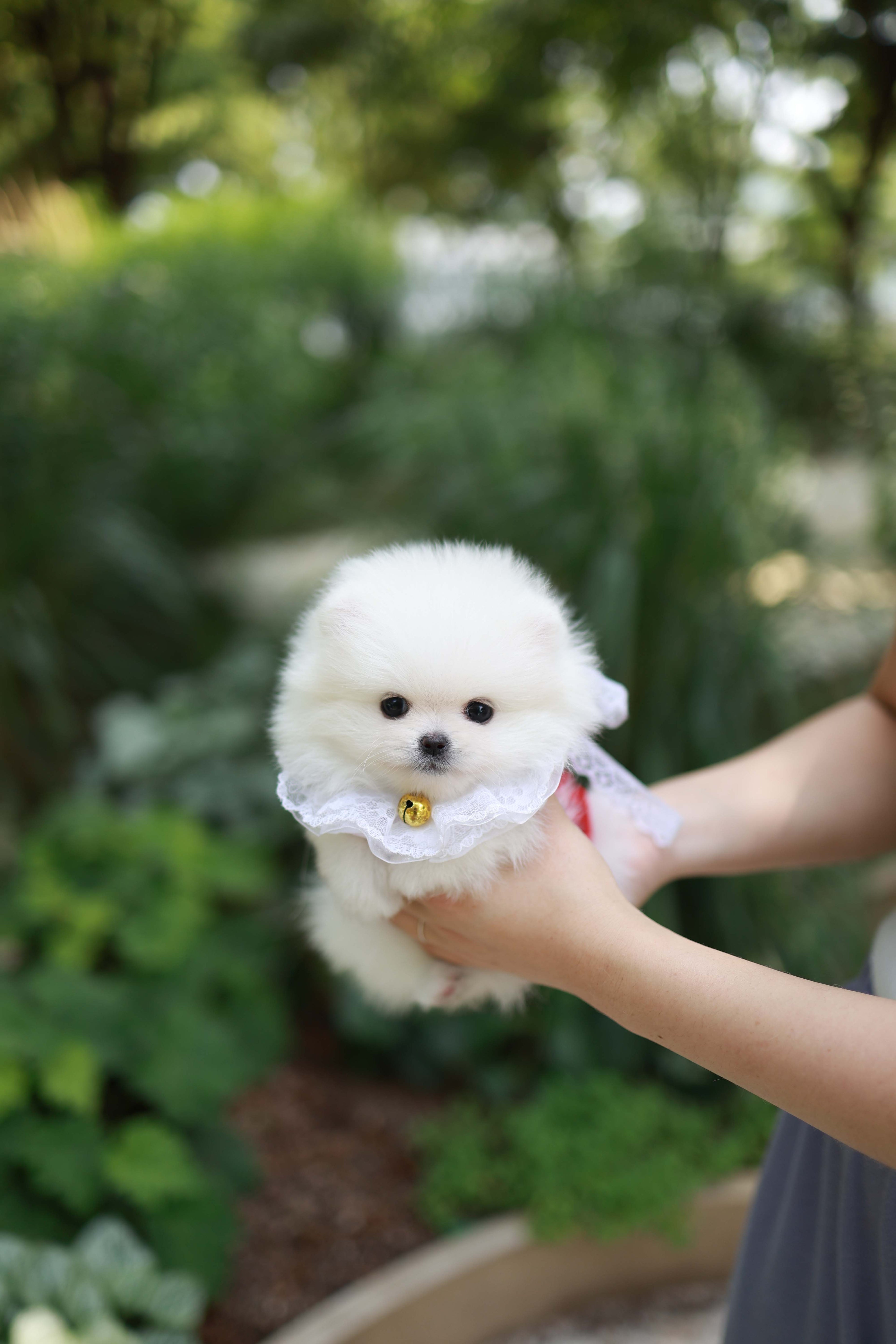 Yumi - Pomeranian F.