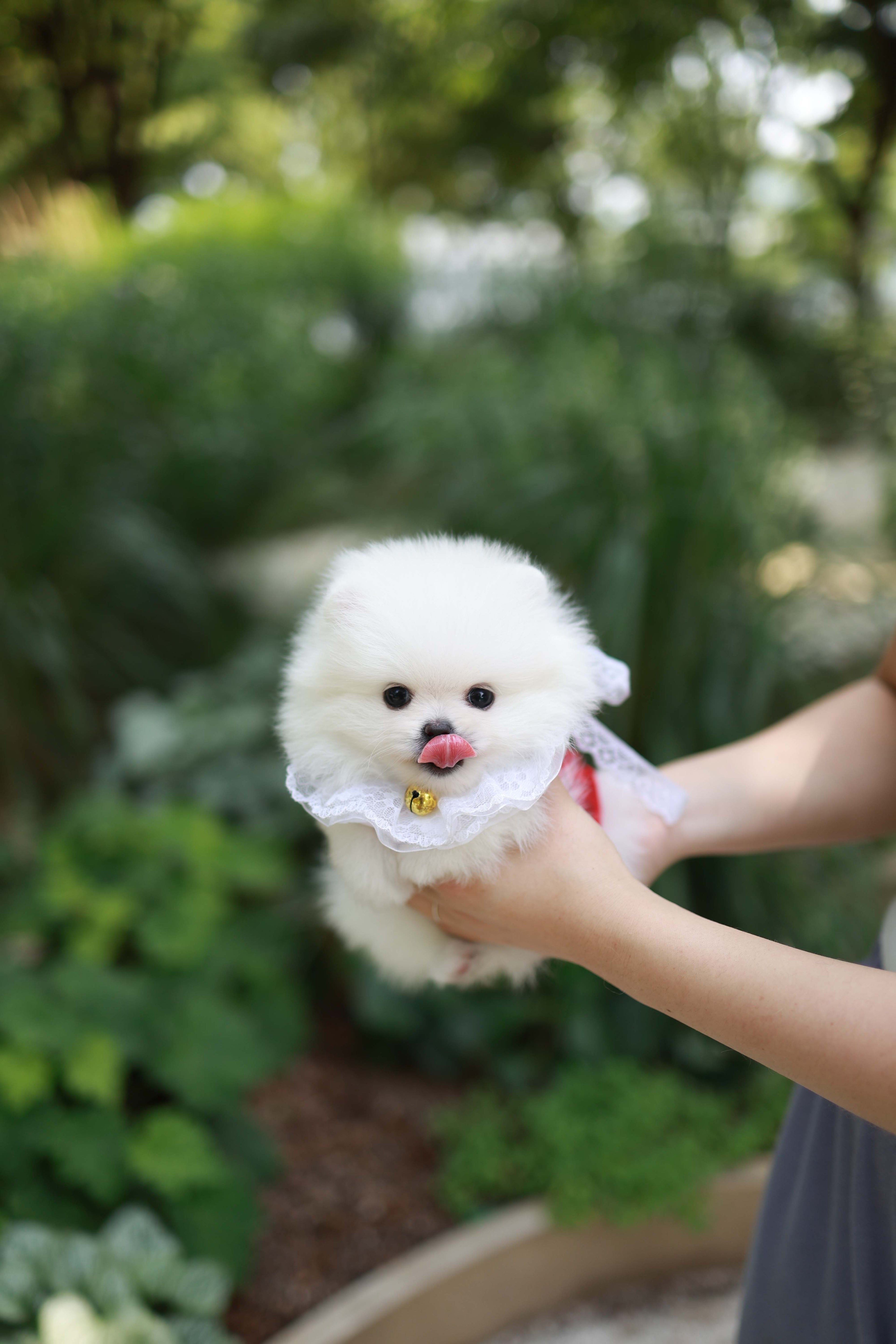 Yumi - Pomeranian F.