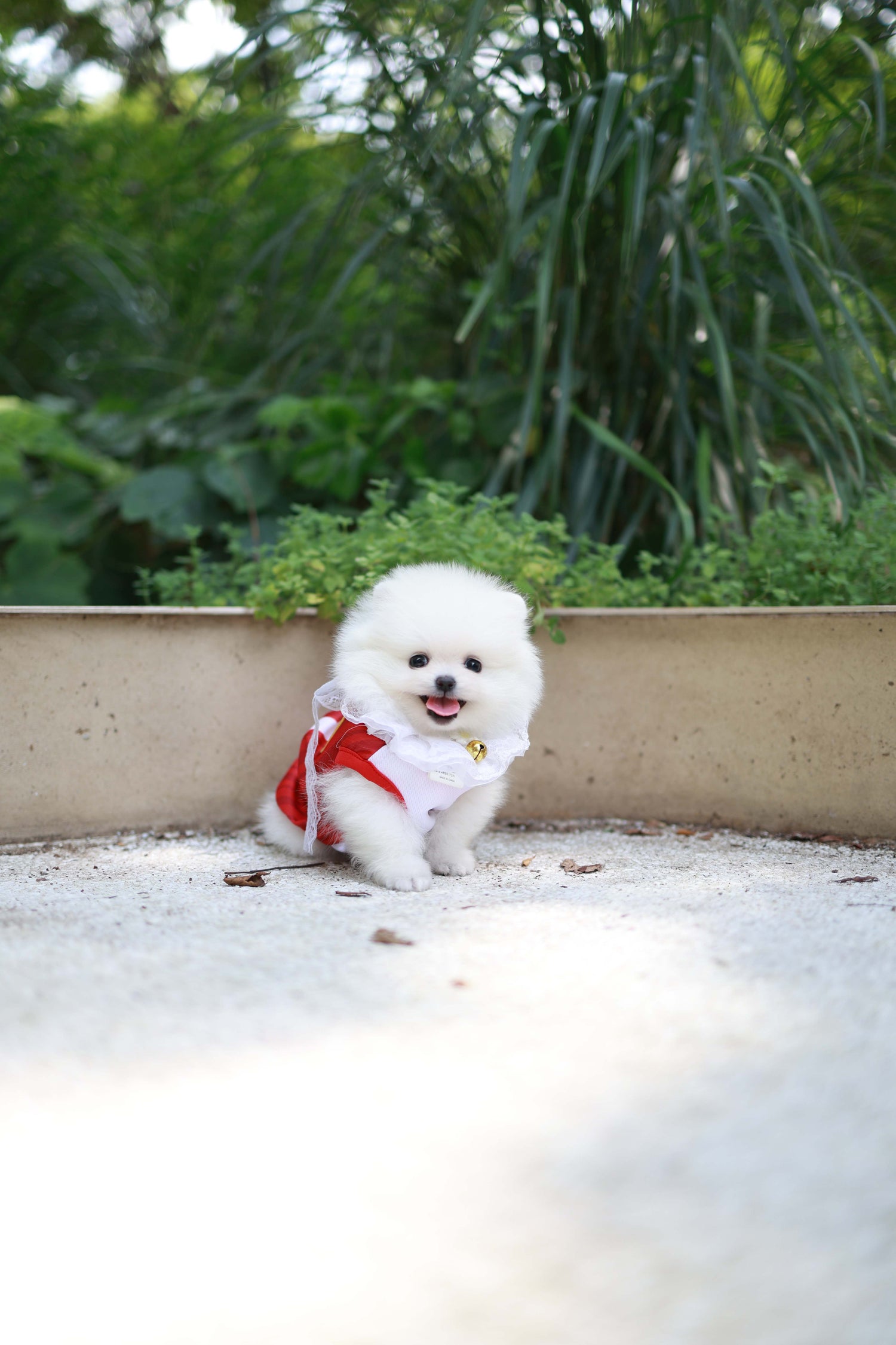 Yumi - Pomeranian F.