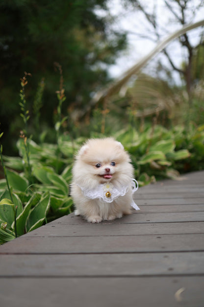 Percy - Pomeranian F.