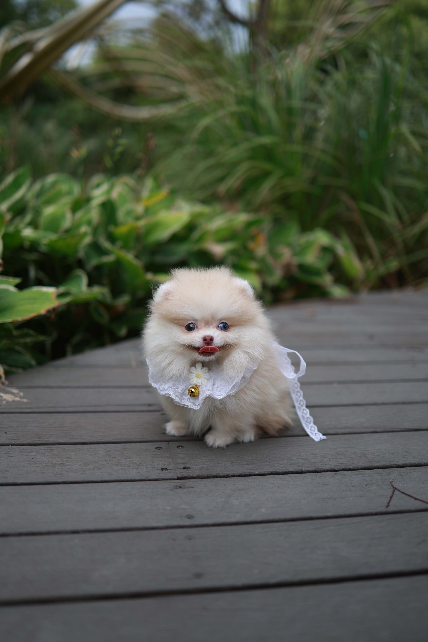 Percy - Pomeranian F.