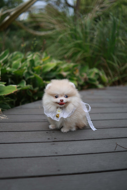 Percy - Pomeranian F.