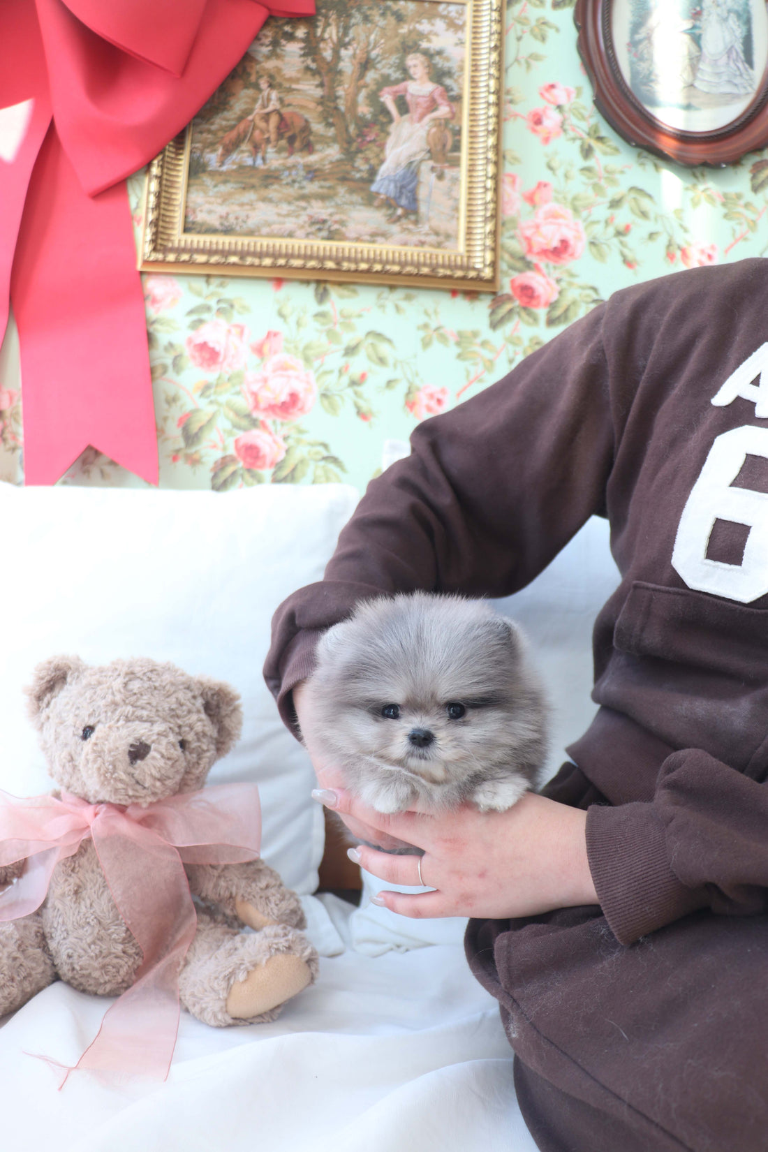 Nola - Pomeranian F.