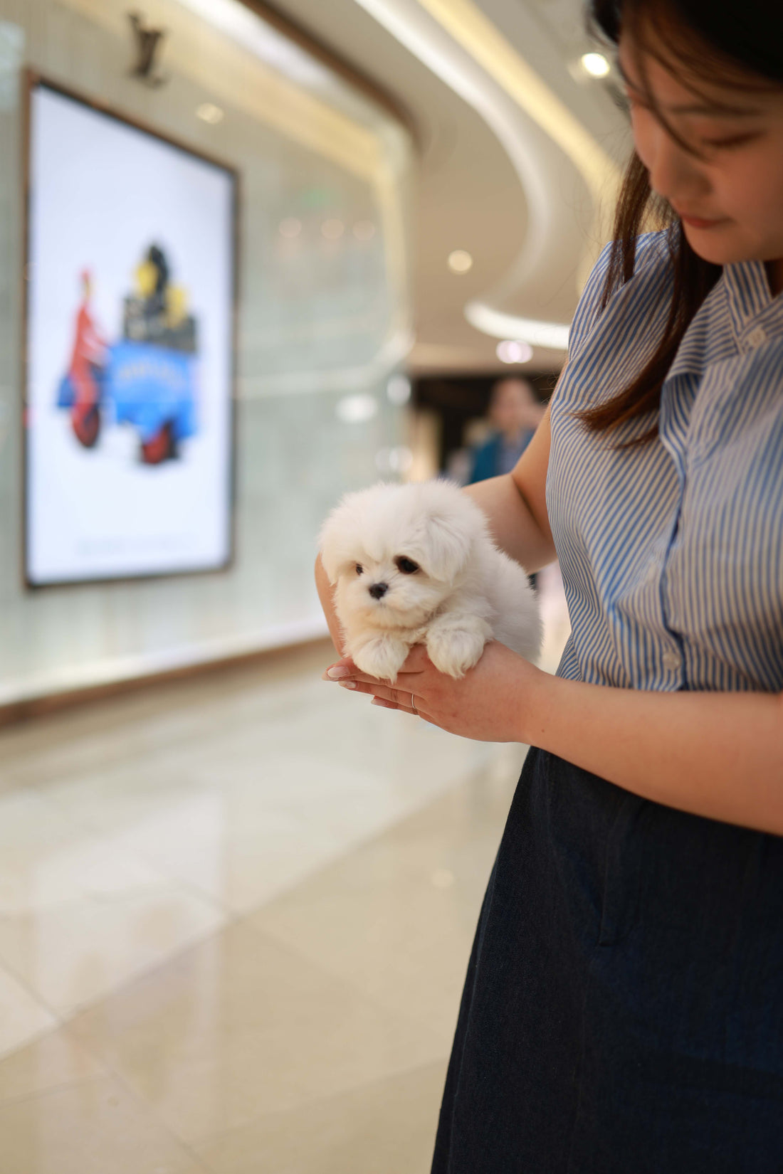 Bean - Maltese M.