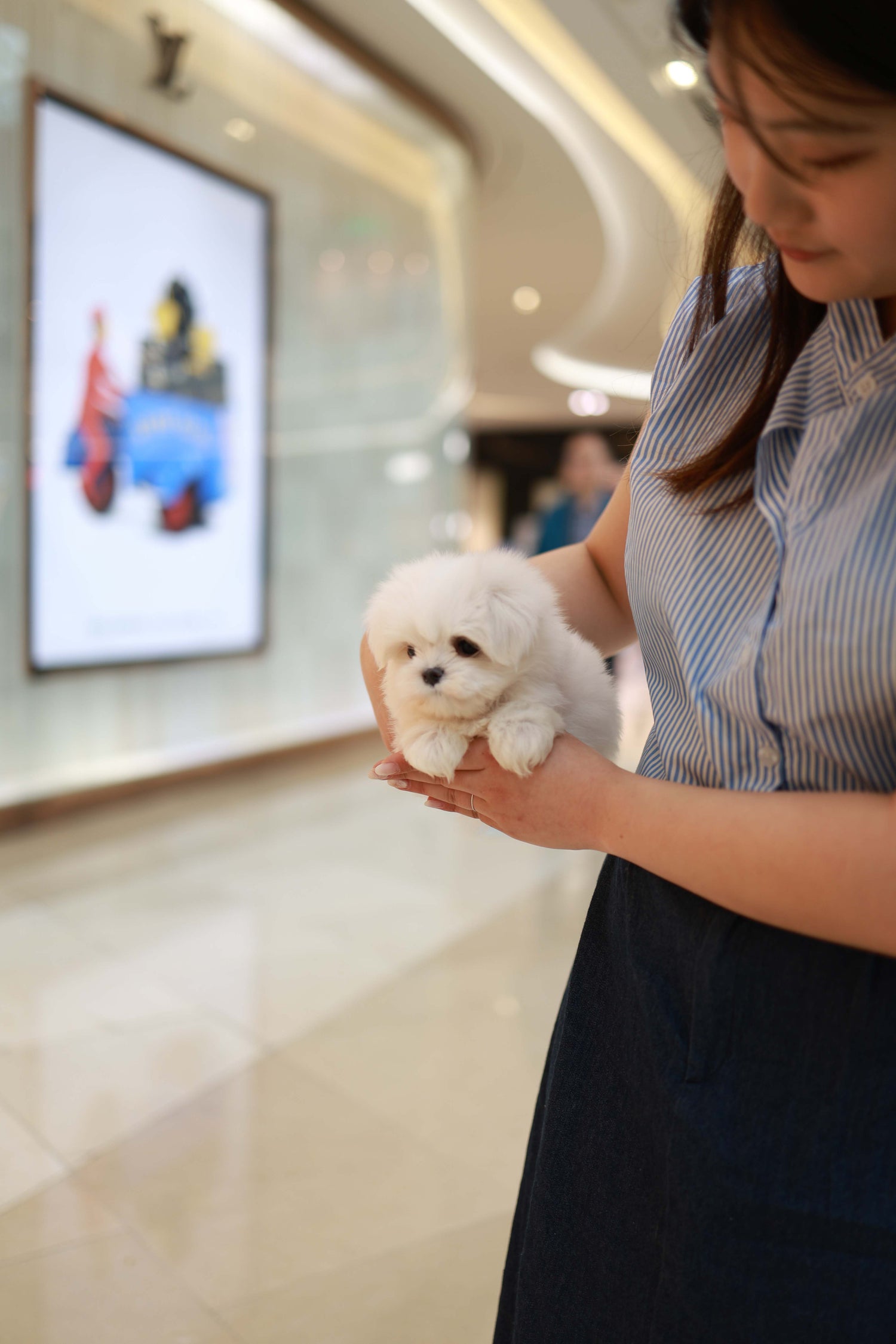 Bean - Maltese M.