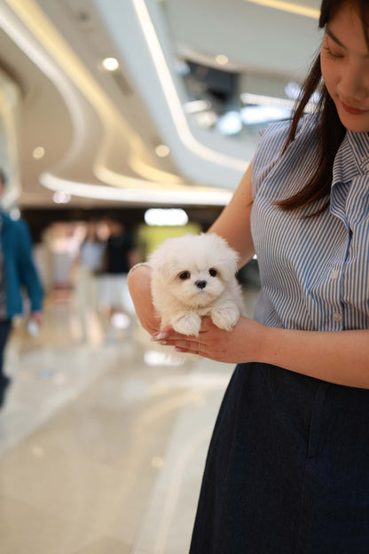 Bean - Maltese M.