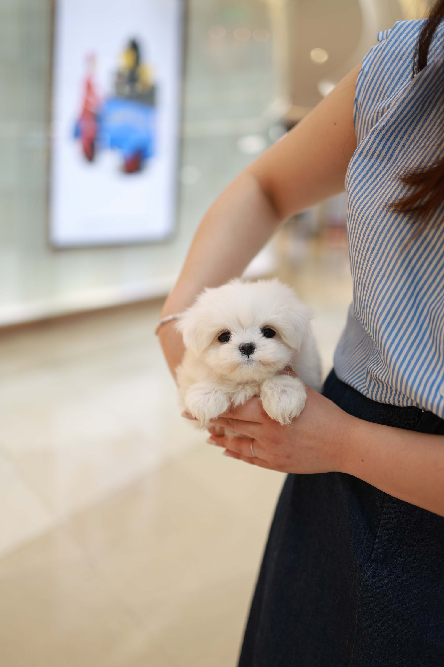Bean - Maltese M.