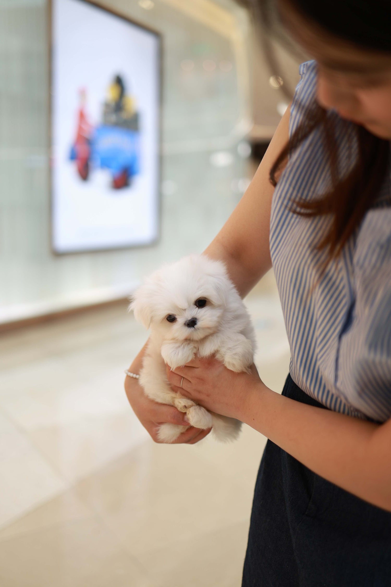 Bean - Maltese M.