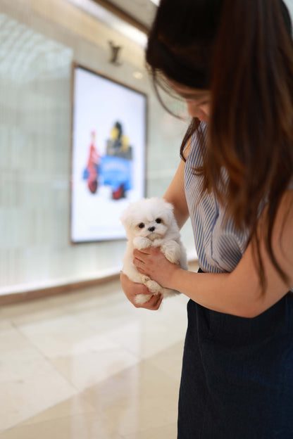 Bean - Maltese M.