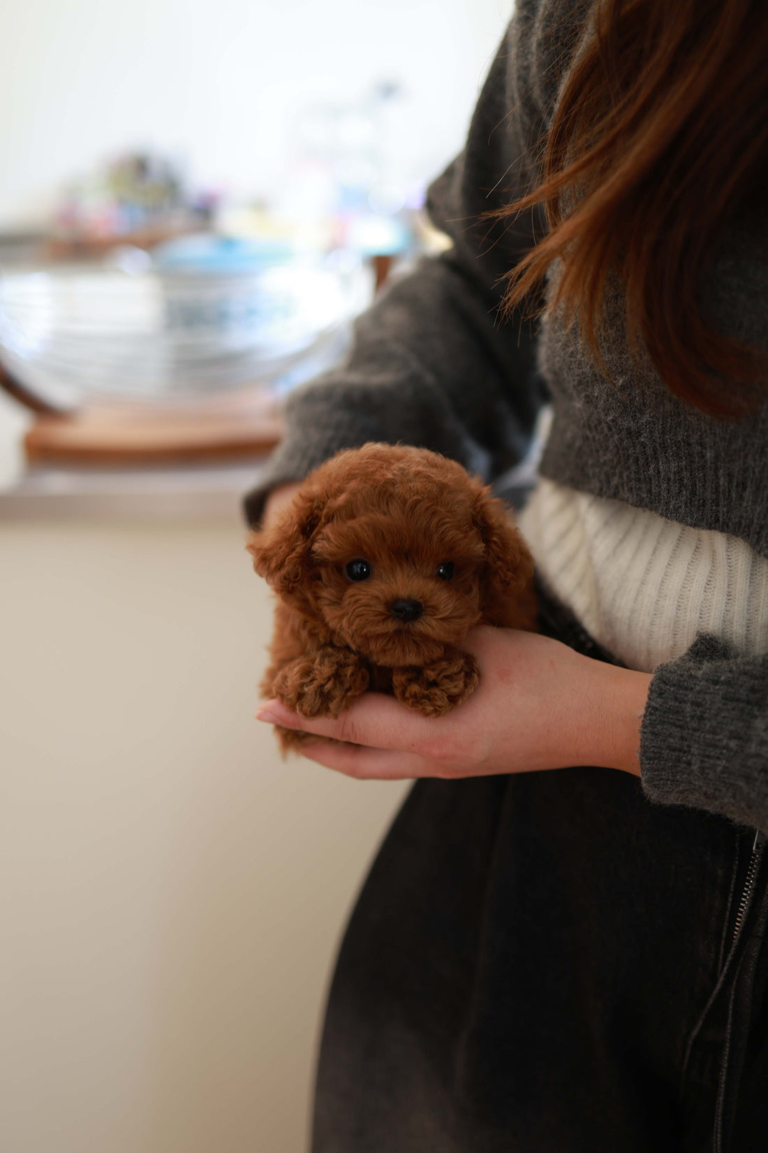 Sushi - Poodle M.