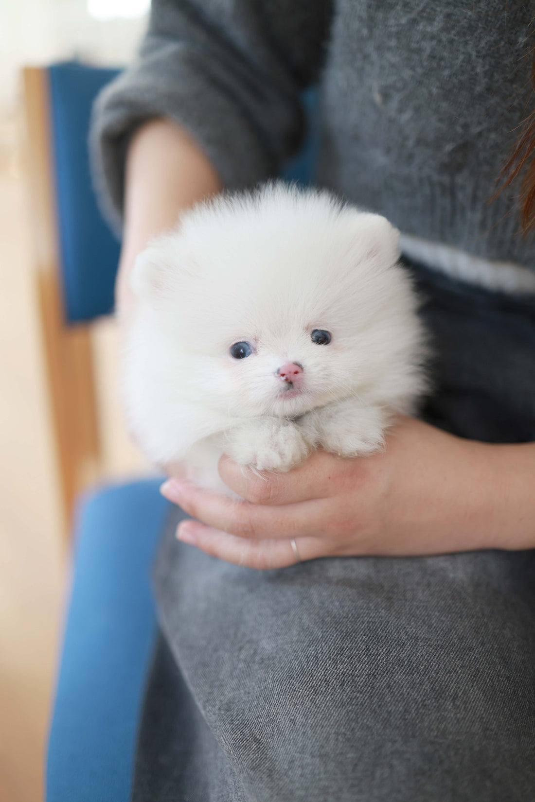 Blanche - Pomeranian M.